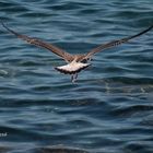 sobrevolant el mar