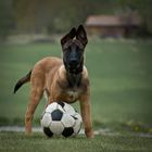 Soccer Dog