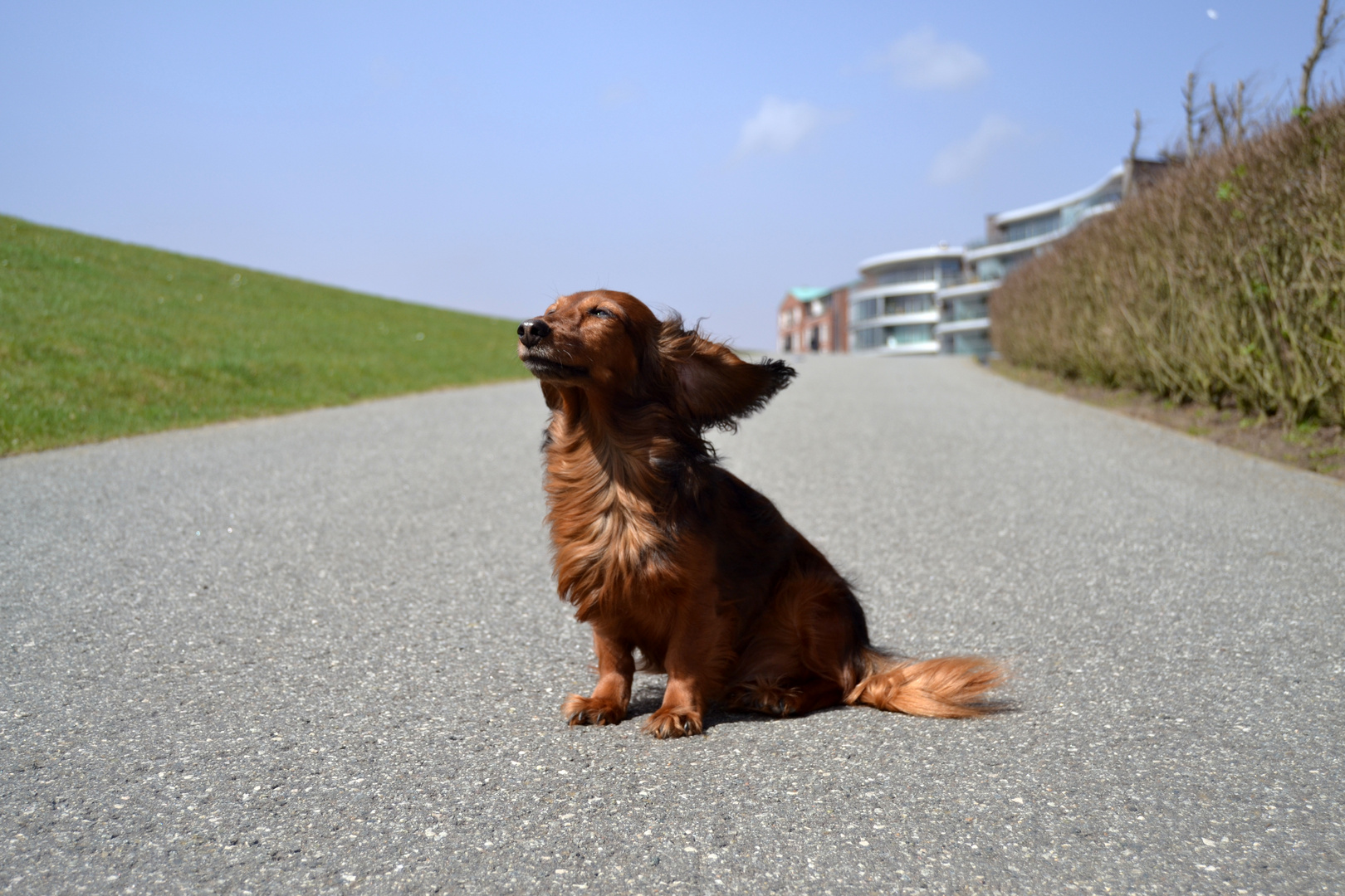 Socke genießt die Sonne und den Wind