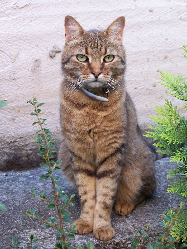 Socke im Garten in der Hecke