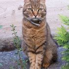 Socke im Garten in der Hecke