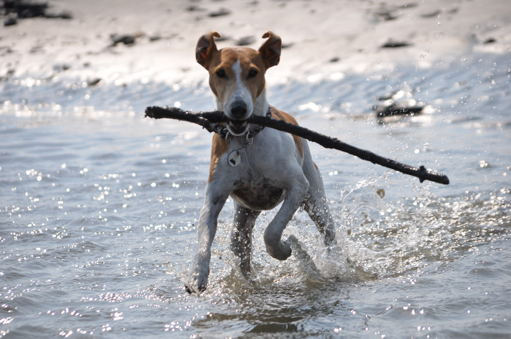 Socke im Watt! beim Hundestrand in Sahlenburg!