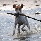 Socke im Watt! beim Hundestrand in Sahlenburg!