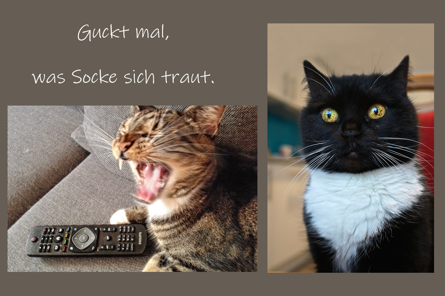 Socke ist mutig