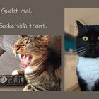 Socke ist mutig