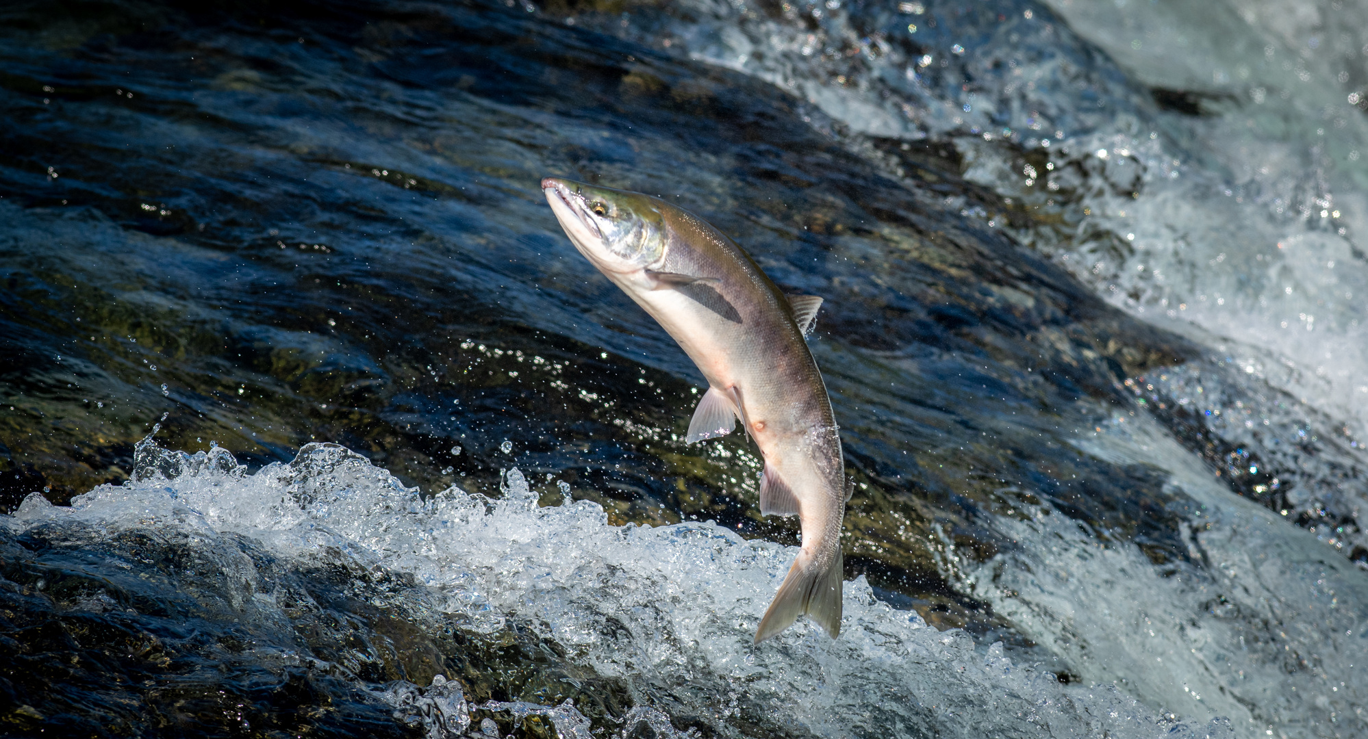 Sockeye