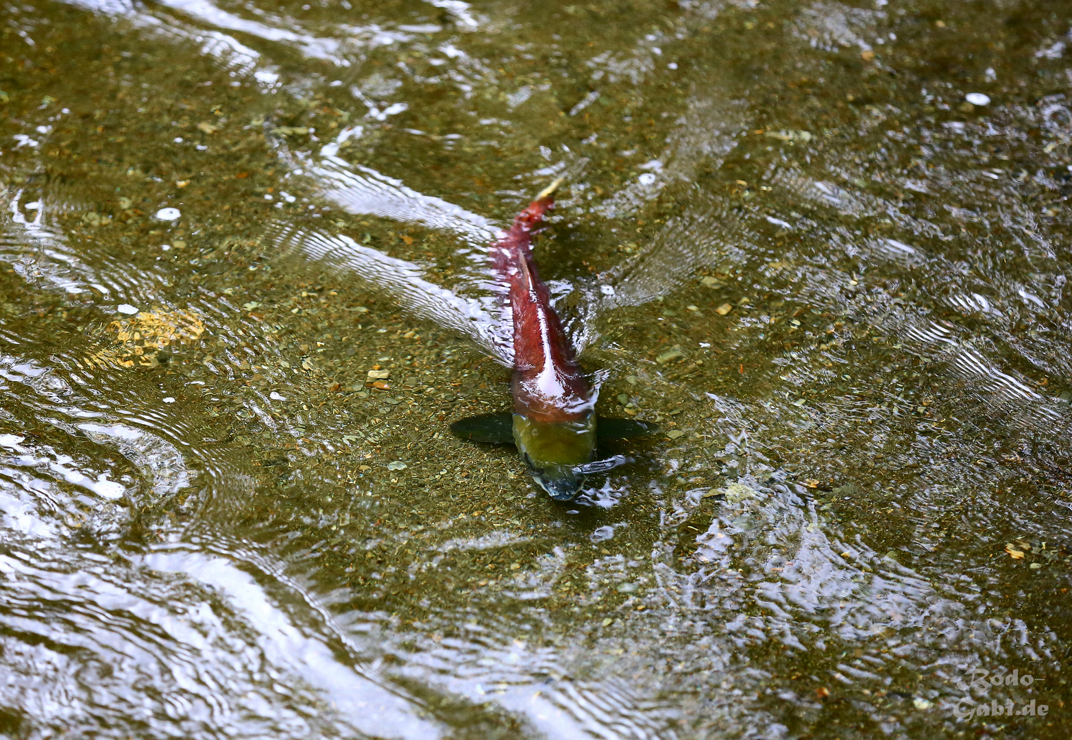 Sockeye - rot-grün