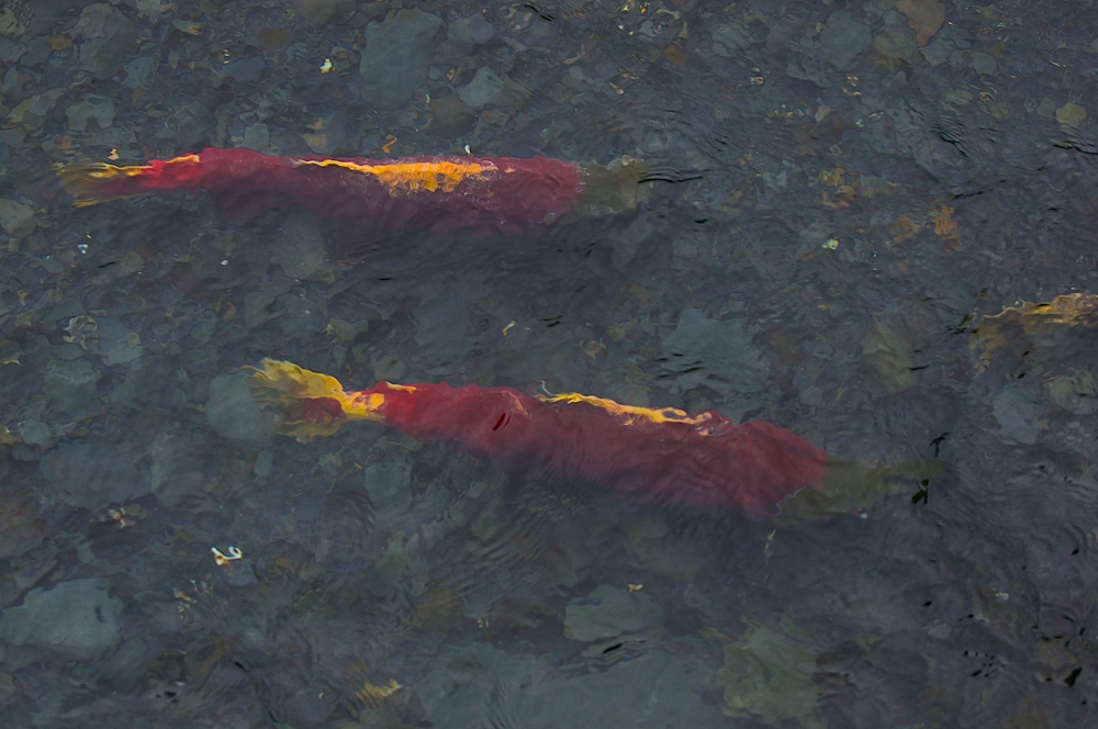 Sockeye run