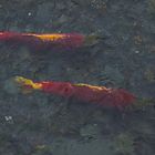 Sockeye run