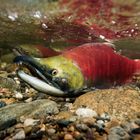 Sockeye Salmon Run