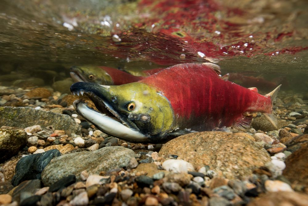 Sockeye Salmon Run