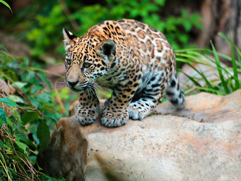 Socorro Foto & Bild tiere, zoo, wildpark & falknerei, säugetiere