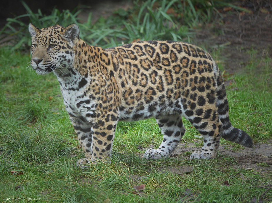 Socorro der kleine Jaguar .....