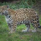 Socorro der kleine Jaguar .....