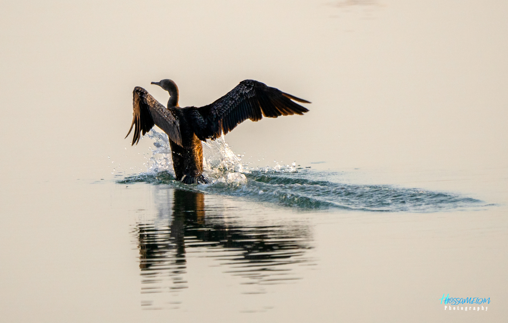 Socotra Cormorant