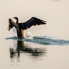 Socotra Cormorant