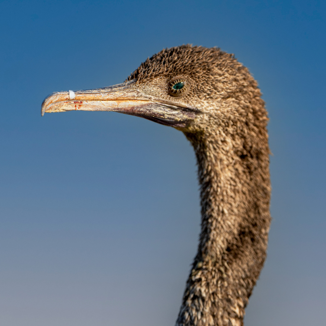 Socotra cormorant