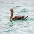 Socotra Cormorant