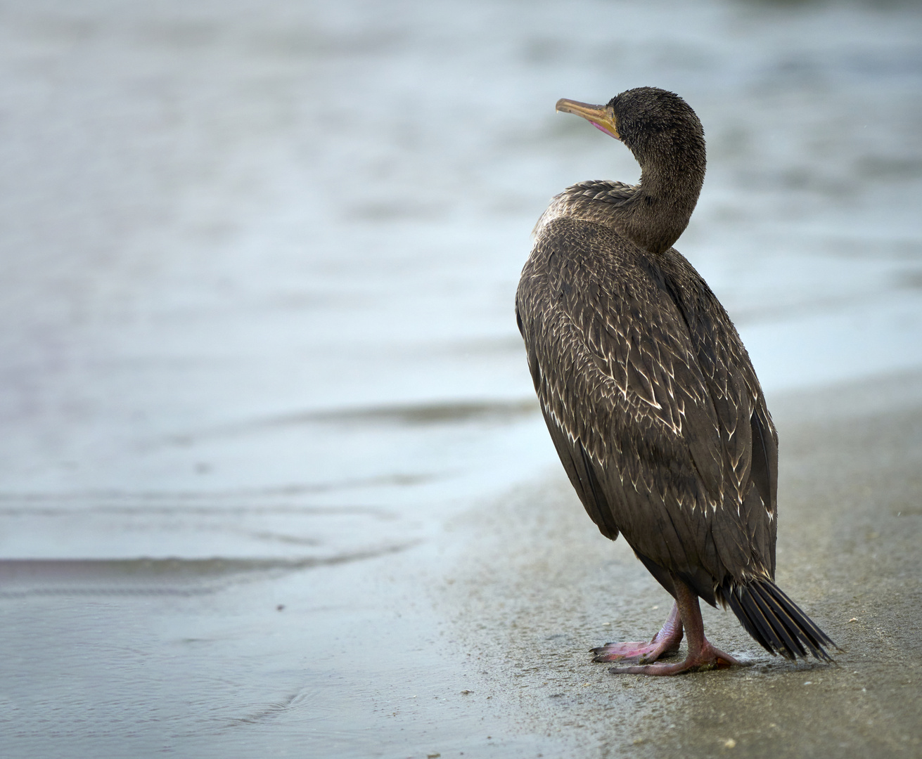 Socotra cormorant