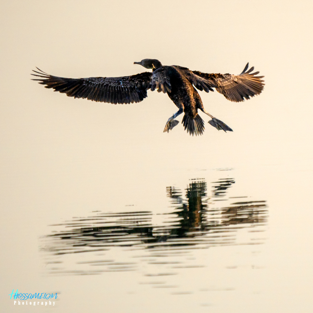 Socotra Cormorant