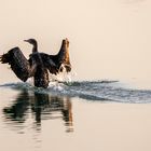 Socotra Cormorant