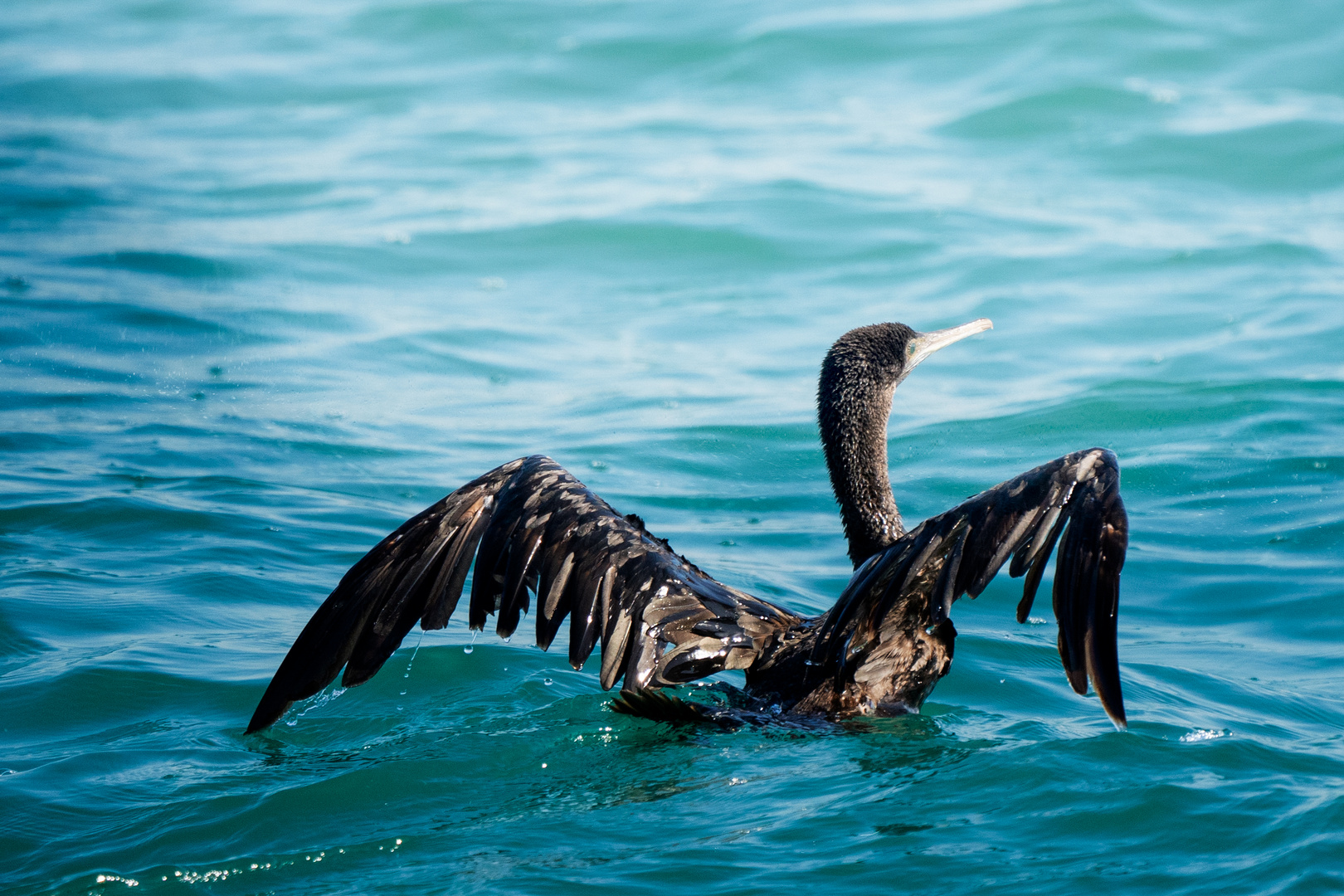 Socotra cormorant