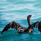 Socotra cormorant