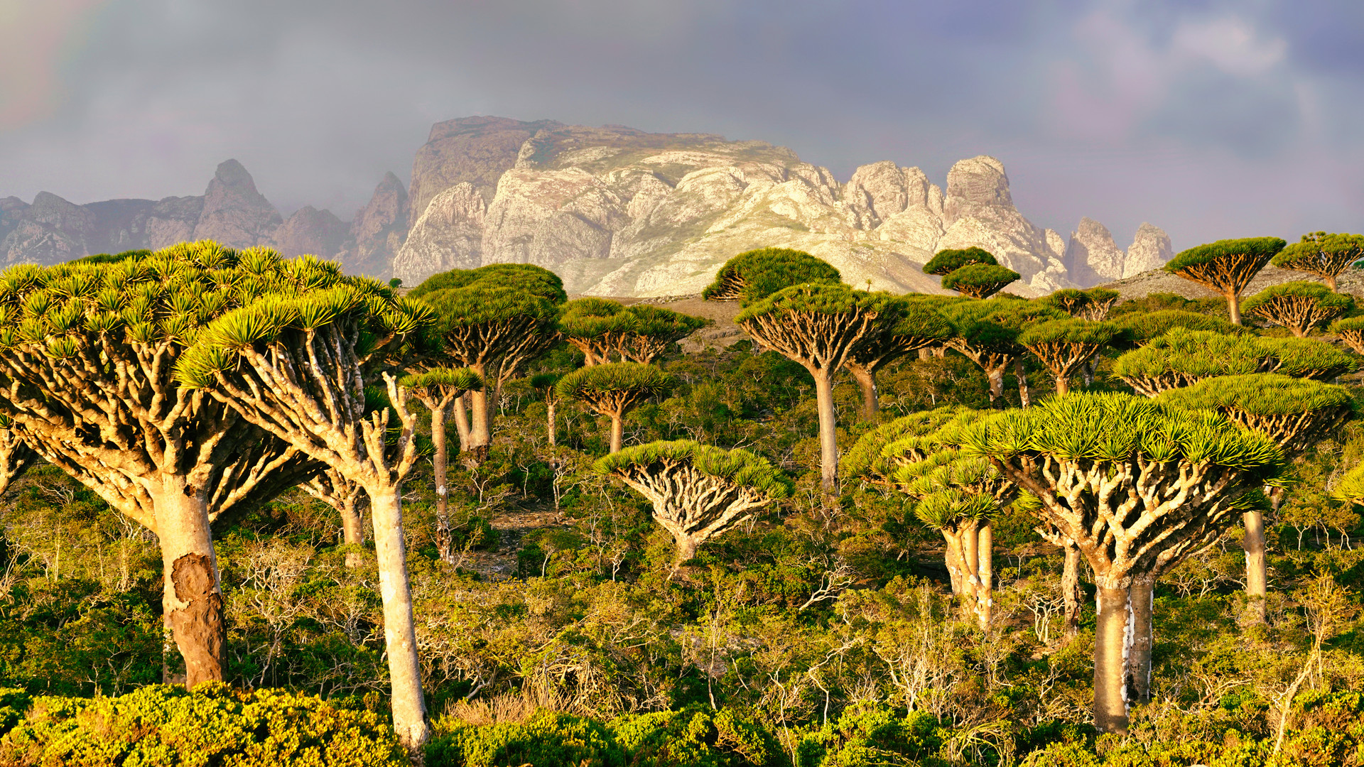 Socotra Dragon Blood Tree Firmihin Forrest