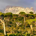 Socotra Dragon Blood Tree Firmihin Forrest