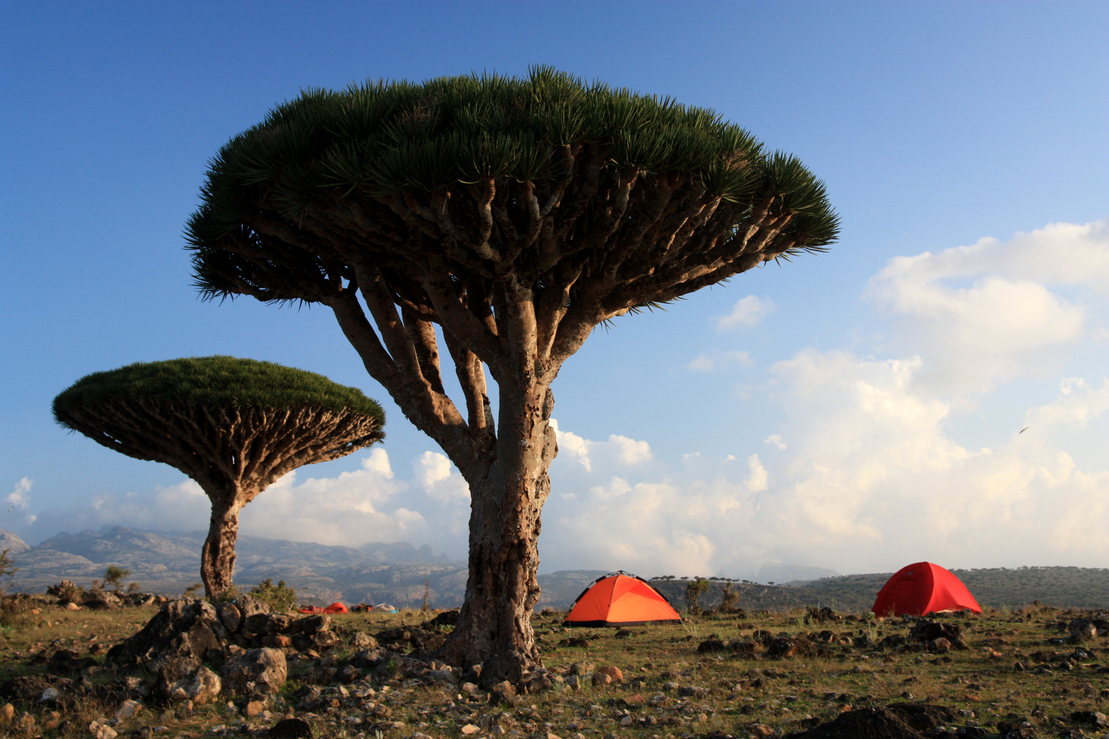 Socotra - Dragons blood tree