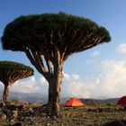 Socotra - Dragons blood tree