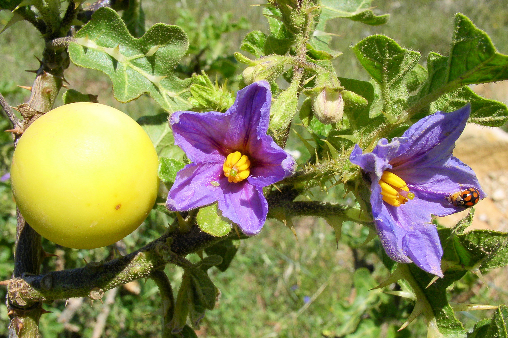 Sodomsapfel (Solanum linnaeanum)