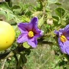 Sodomsapfel (Solanum linnaeanum)