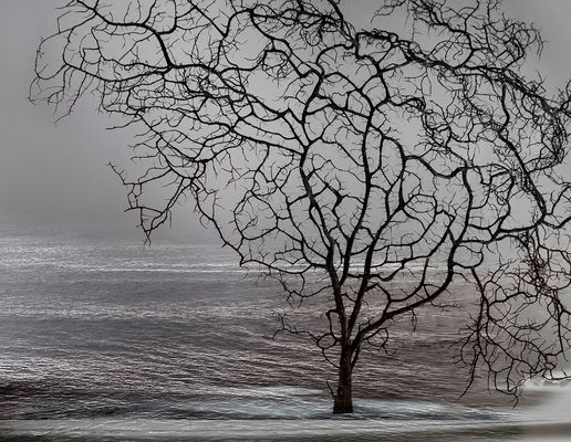Soñé con un árbol