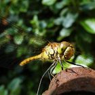 soeben bei uns im Garten eingetroffen