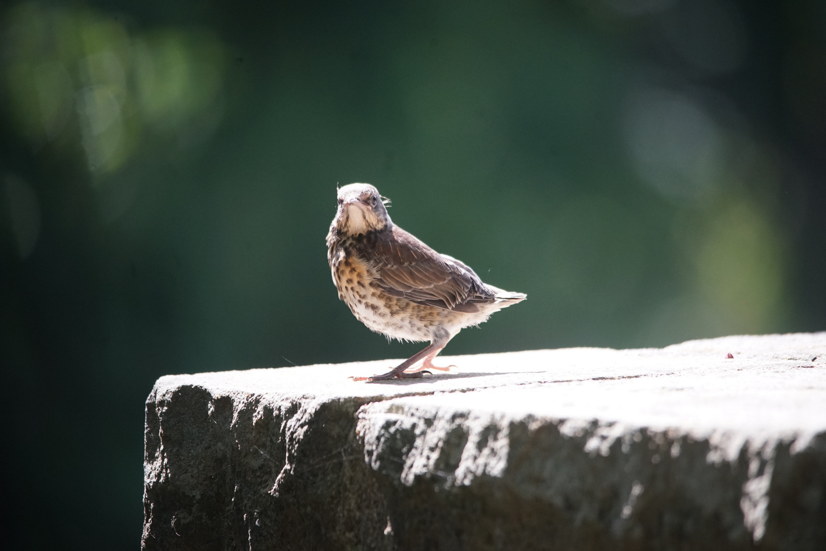 soeben das Nest verlassen