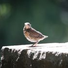 soeben das Nest verlassen