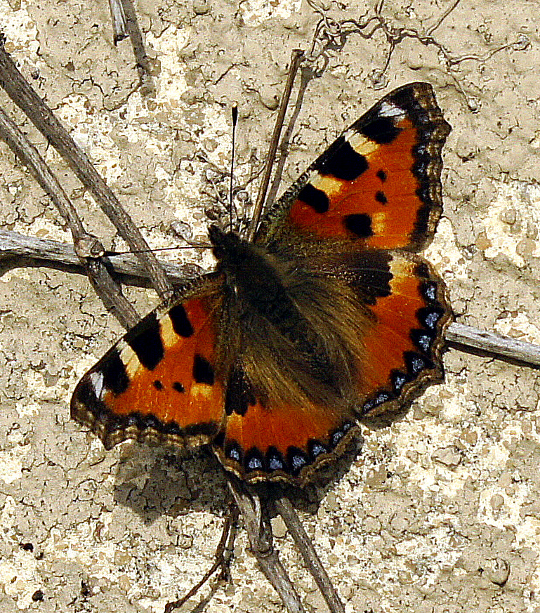 soeben gelandet..........ist der kleine Fuchs..