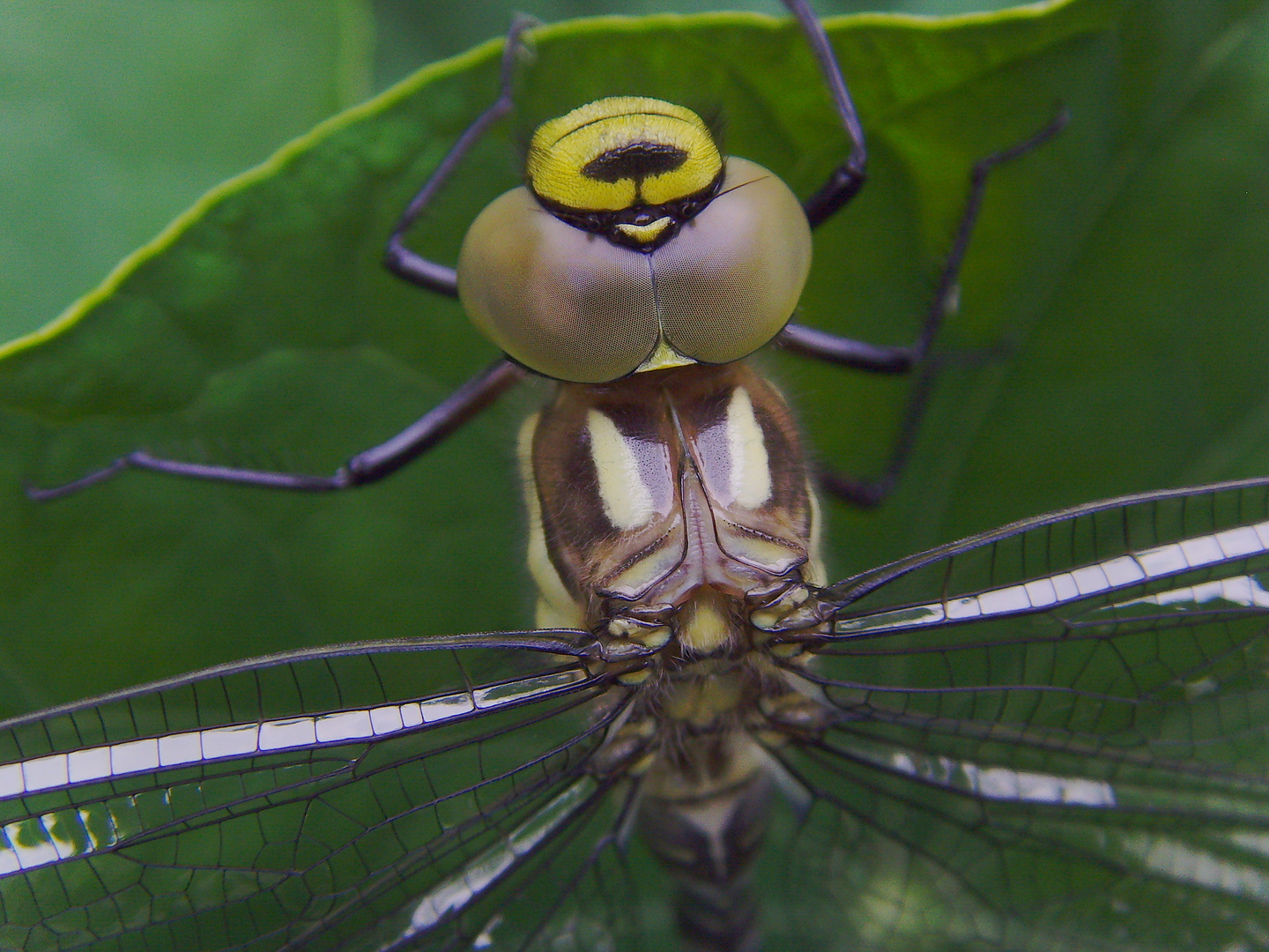 Soeben geschlüpfte Libelle