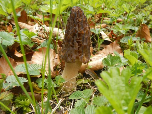 Soeben in unserem Garten entdeckt!