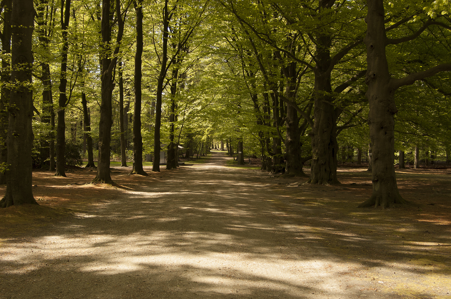 Soestdijk Forest