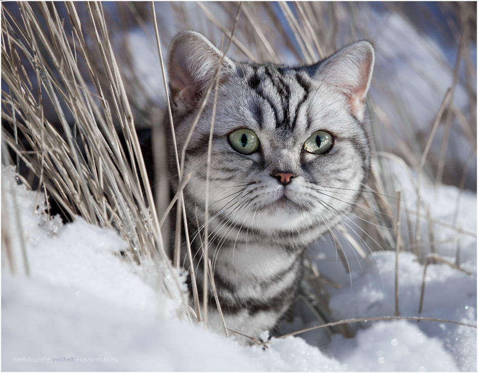 Sofatiger im Schnee Foto & Bild | tiere, haustiere, katzen Bilder auf