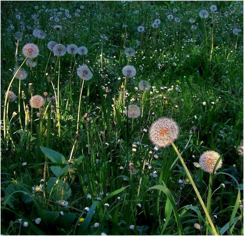 Soffi di primavera......