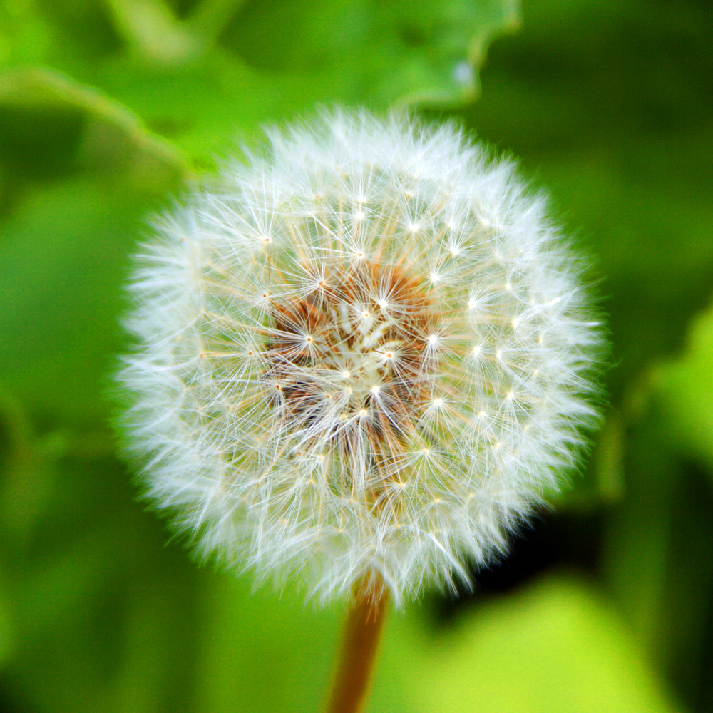 Soffione Foto % Immagini| macro e close up, macro fiori e ...