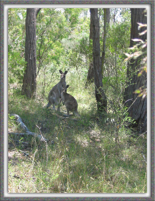 Soft Colours of the Australian Bush