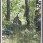 Soft Colours of the Australian Bush