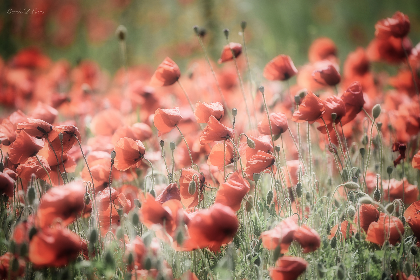 Soft coquelicots 