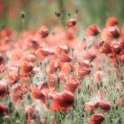 Soft coquelicots 