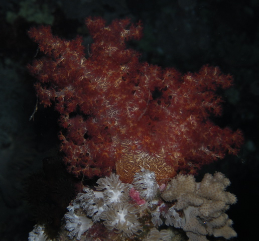 soft coral