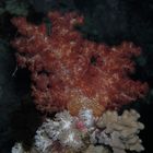 soft coral